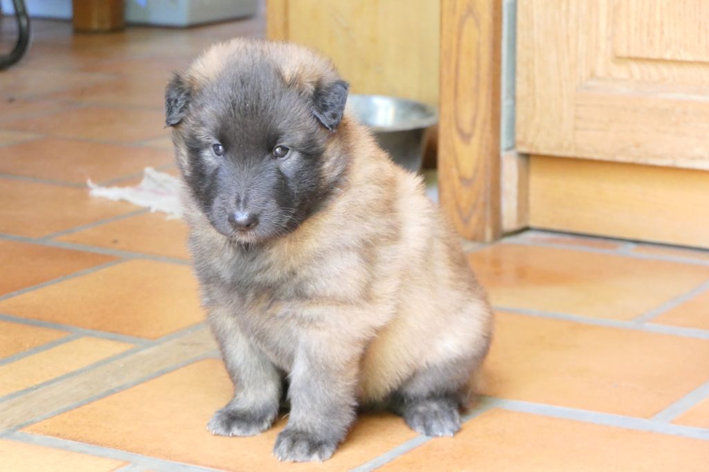 Gardien Des Mirages De Sable - Chiots disponibles - Berger Belge